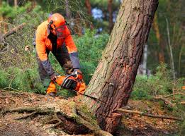 Best Commercial Tree Services  in Kingsburg, CA